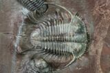 Huge, Cyphaspides Trilobite With Two Austerops - Jorf, Morocco #169645-4